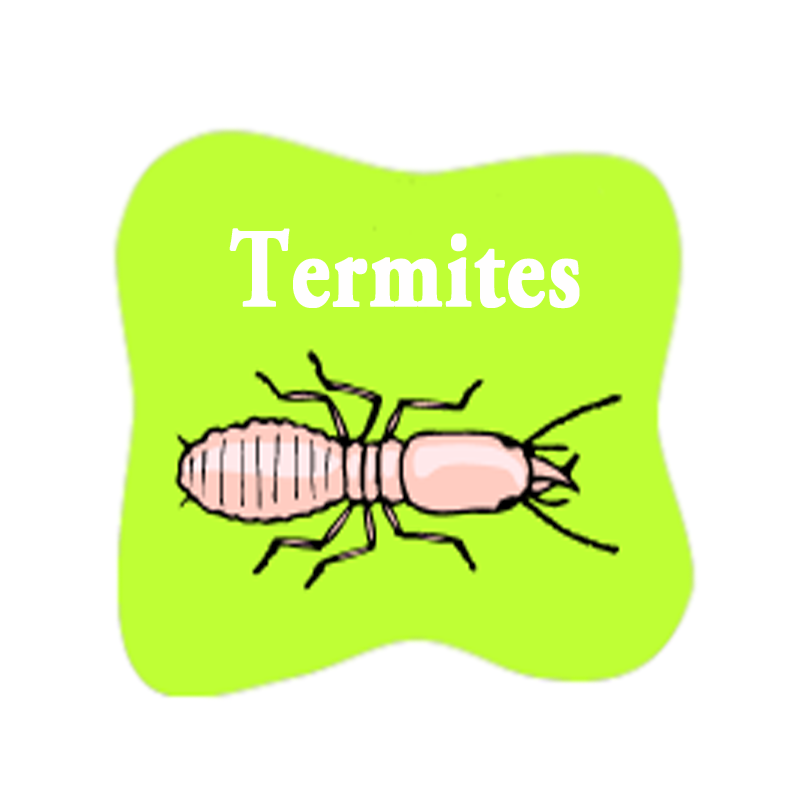 Termites Home Of Absolute Pest Control