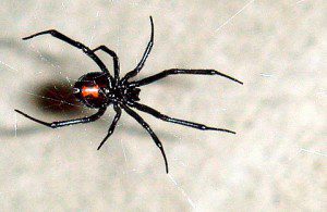 Black Widow Spiders hide in water meters