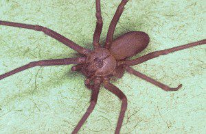 Venomous Brown Recluse Spiders