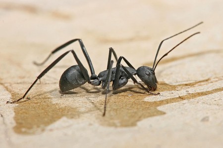 Carpenter Ant - Home of Absolute Pest Control