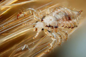 Avoid Head Lice