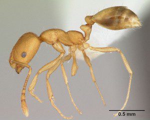 The Pharoah Ant