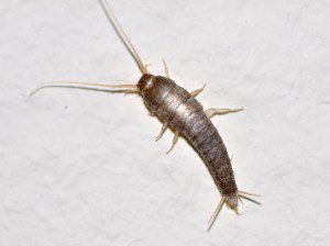 Getting rid of silverfish in your home.