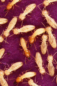 Termite prevention from Absolute Pest Control