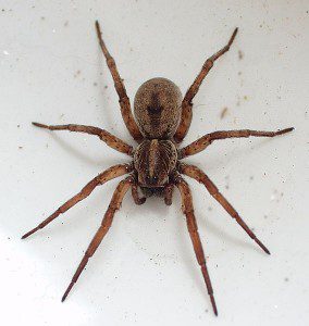 Wolf Spider Protection