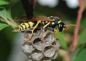 Stinging Female Yellow Jacket