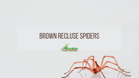 Brown Recluse Spiders in Tennessee