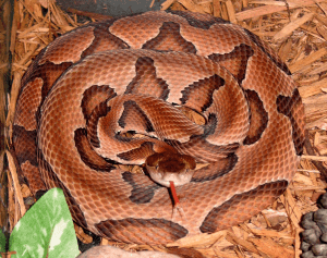 Copperhead Snake Image - Absolute Pest Control