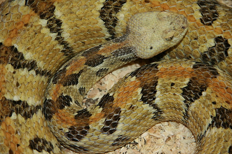 Timber Rattlesnake - Absolute Pest Control