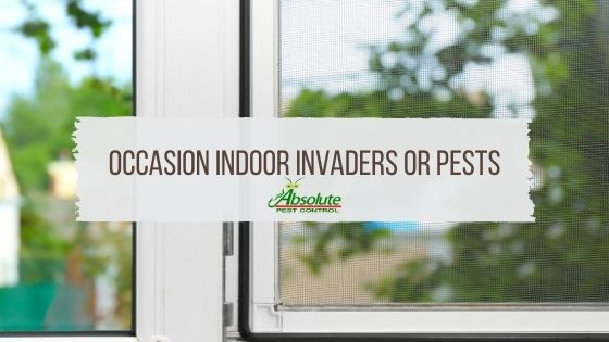 Occasion Indoor Invaders or Pests