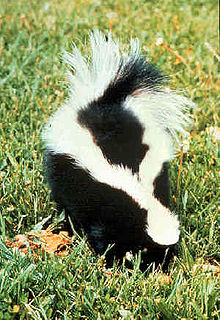 Skunk removal Nashville from Absolute Pest Control