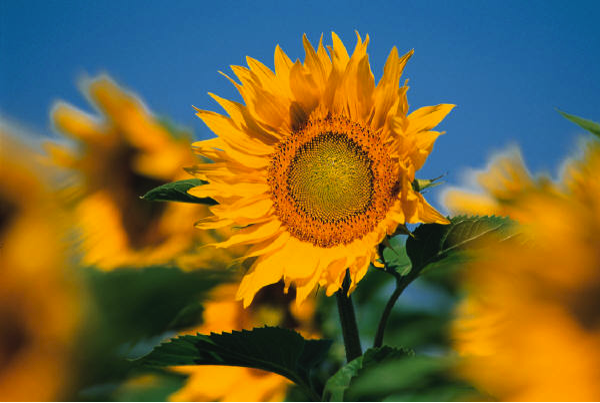 Sunflower