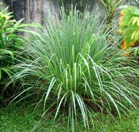 citronella plant