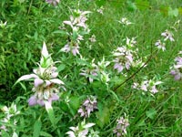 horsemint