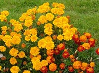 marigolds