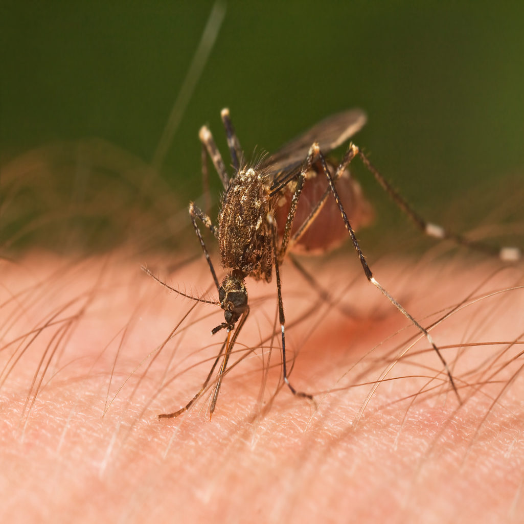 mosquito west nile virus