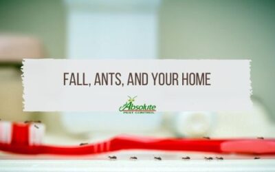 Fall, Ants, and Your Home