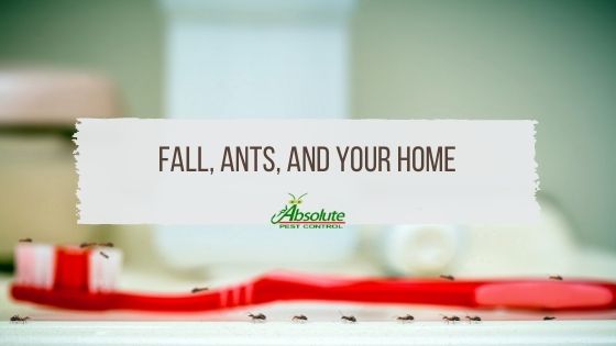 Fall ants and home
