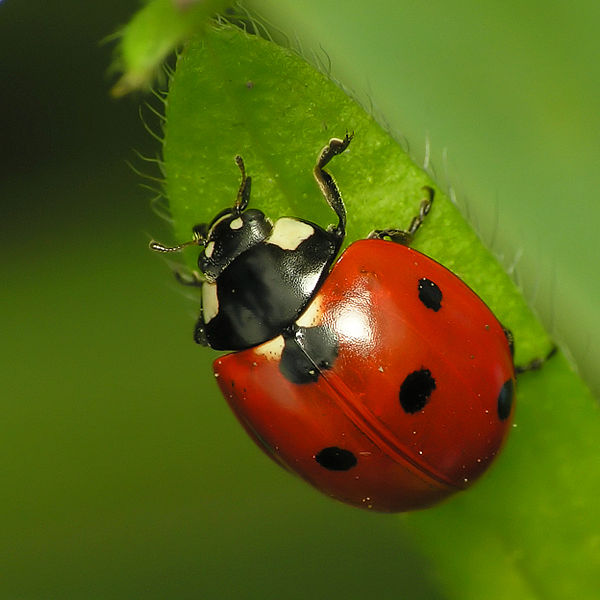ladybug - Spring Bug