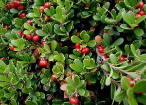 arctostaphylos