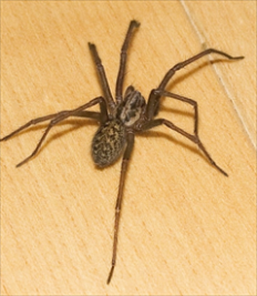 common-house-spiders.jpg