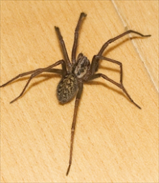 orange wolf spider