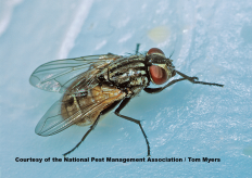 House Fly - Spring Bug