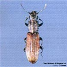 grain-beetle-pantry-pests.jpg