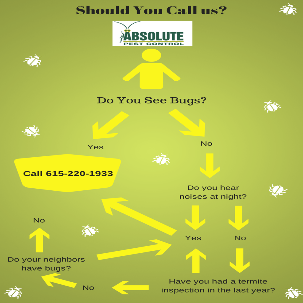 Infographic about why you need Absolute Pest Control
