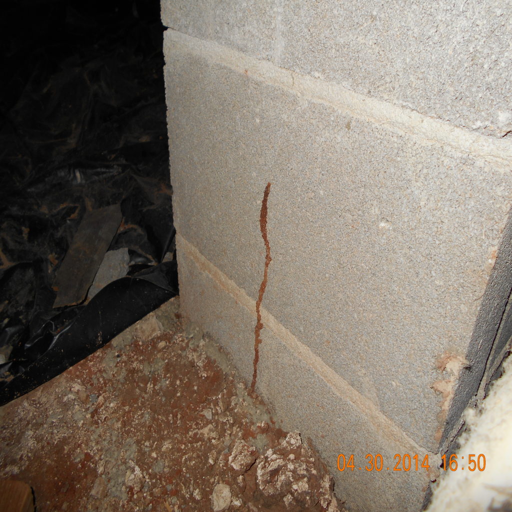 termites shelter tubes image