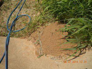 termite colony damage Tennessee