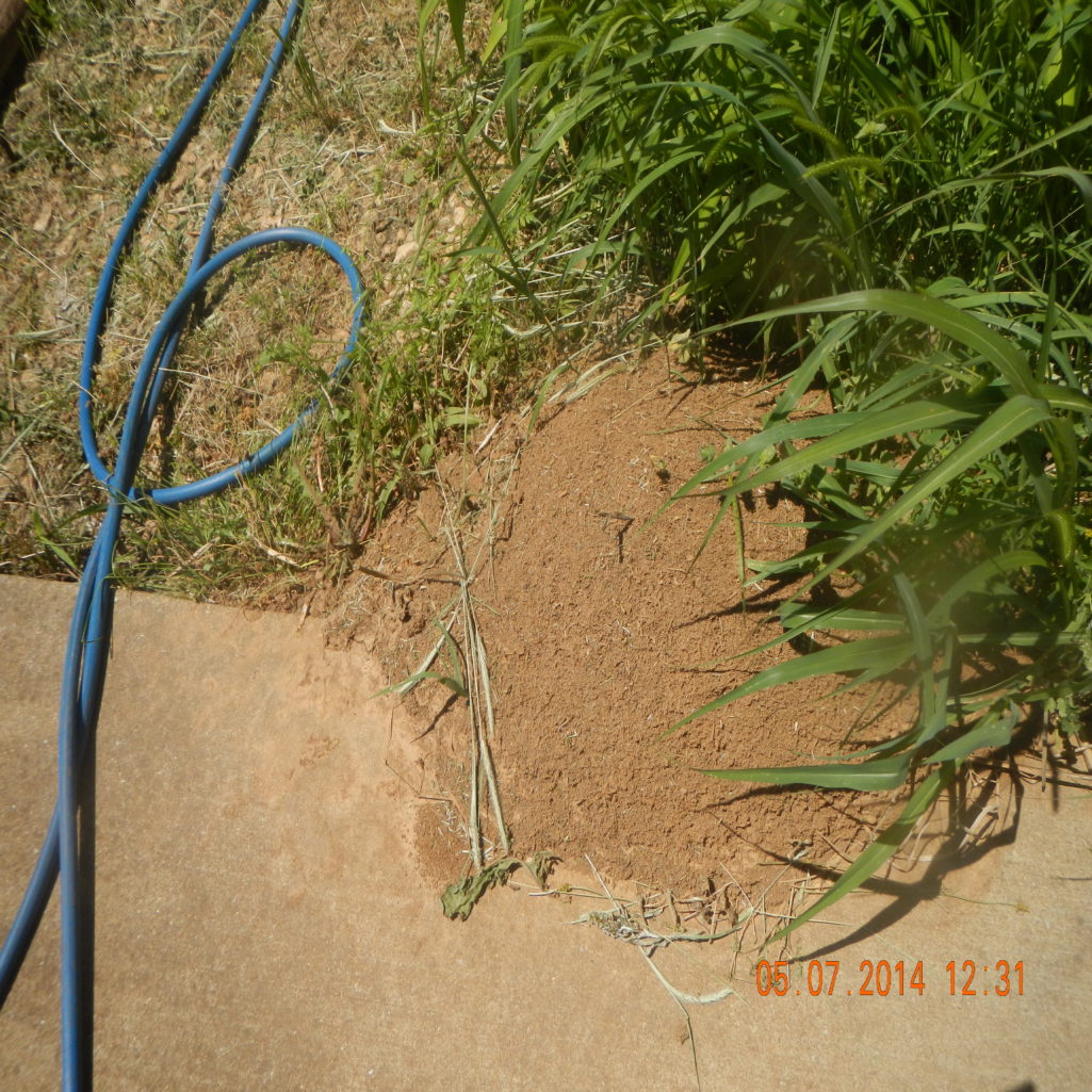 termites colony damage