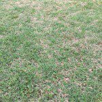 Spring Yard Tips- Lawn in Murfreesboro