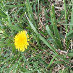 Dandelions in Nashville