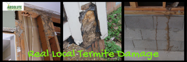 Real pictures of local damage from termites 