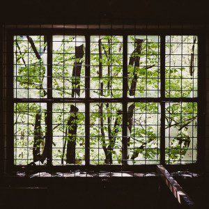trees-broken-inside-window-large