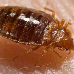 "Bed bug, Cimex lectularius" by Content Providers(s): CDC/ Harvard University, Dr. Gary Alpert; Dr. Harold Harlan; Richard Pollack. Photo Credit: Piotr Naskrecki - http://phil.cdc.gov/phil. Licensed under Public Domain via Commons - https://commons.wikimedia.org/wiki/File:Bed_bug,_Cimex_lectularius.jpg#/media/File:Bed_bug,_Cimex_lectularius.jpg