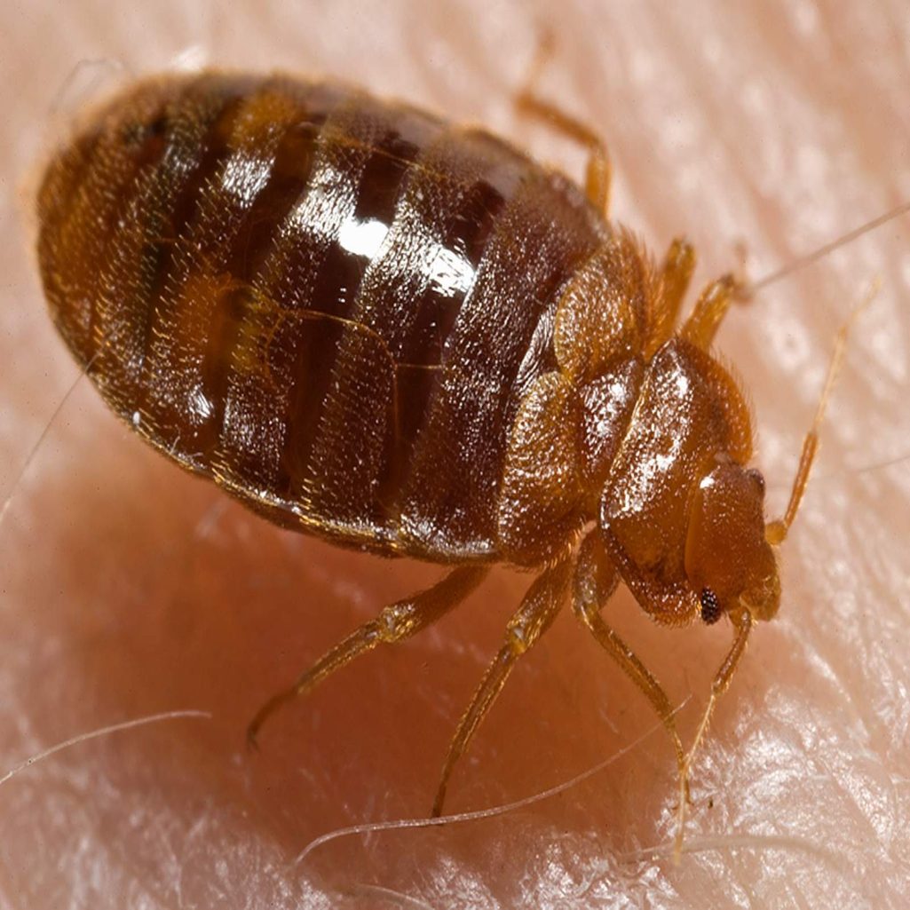 Bed Bug Archives - Home of Absolute Pest Control