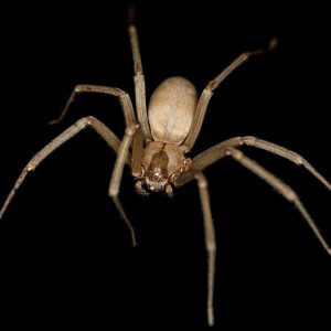 "Brown Recluse" by Rosa Pineda - Own work. Licensed under CC BY-SA 3.0 via Commons - 