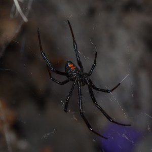 "Western Black Widow (Latrodectus hesperus)" by Bloomingdedalus - Own work. Licensed under CC BY-SA 3.0 via Commons 