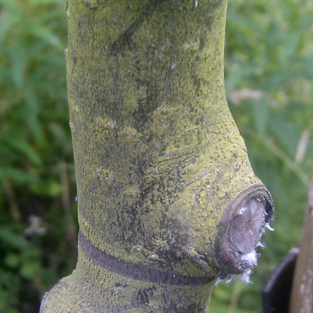 Wooly Aphids Have Hit Middle Tennessee - Home of Absolute Pest Control