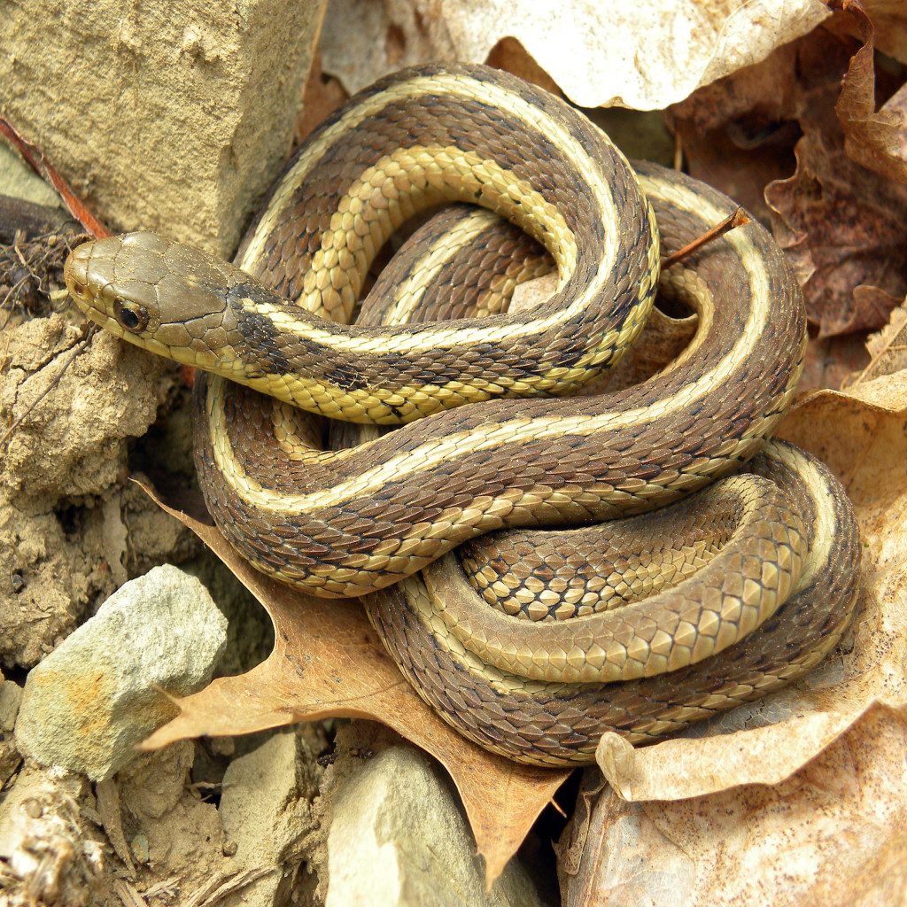 Thamnophis_sirtalis Garter Snake - Home Of Absolute Pest Control