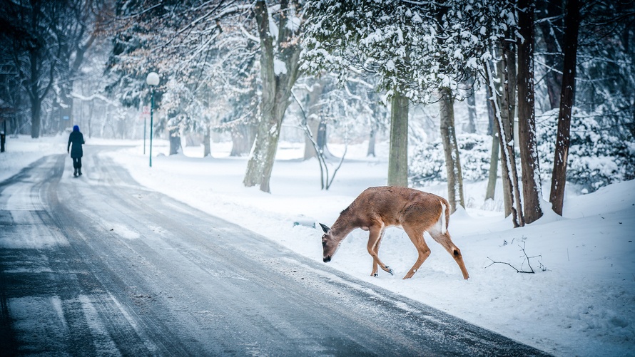 snow-winter-christmas-deer-large