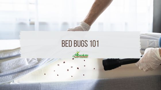 Bed Bugs 101