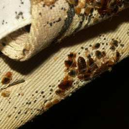 Bed bugs on box spring