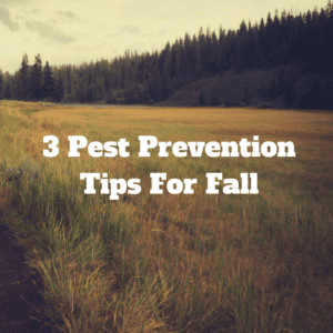 Pest Prevention Tips For Fall