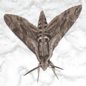 giant_grey_ moths