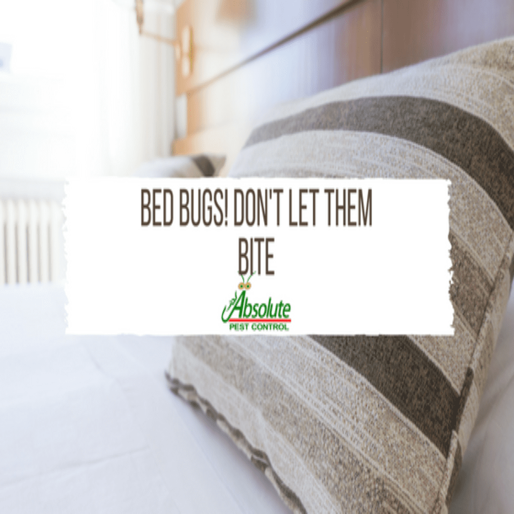 Bed Bugs! Don't Let Them Bite - Home Of Absolute Pest Control