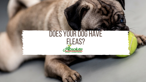Does Your Dog Have Fleas?
