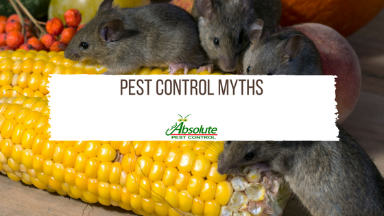 Pest Control Myths